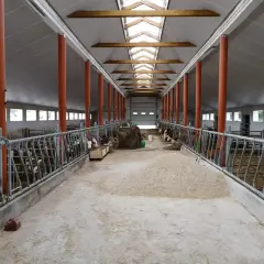 Wnętrze obory z rzędami jałówek, metalowymi ogrodzeniami, słomą i paszą. Jasne światło wpada przez świetliki w dachu.