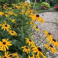 Żółte kwiaty rudbekii tworzą barwny dywan przy kamienistej ścieżce.