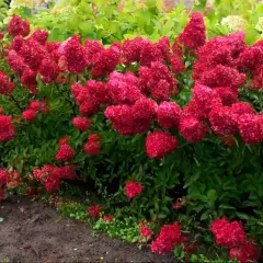 Krzewy hortensji Melba Fraise w pełnym rozkwicie, tworzące gęsty, czerwony dywan kwiatów na tle zieleni.