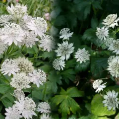 Piękne, białe kwiaty jarzmianki w pełnym rozkwicie. Ich delikatne płatki i gęste środki tworzą efektowne kępy, idealne do uprawy w ogrodzie.