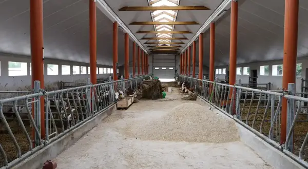 Wnętrze obory z rzędami jałówek, metalowymi ogrodzeniami, słomą i paszą. Jasne światło wpada przez świetliki w dachu.