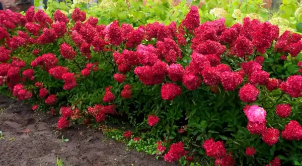 Krzewy hortensji Melba Fraise w pełnym rozkwicie, tworzące gęsty, czerwony dywan kwiatów na tle zieleni.