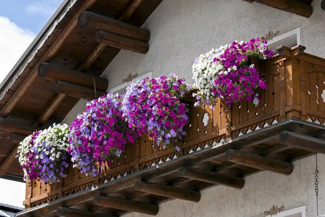 Balkon ozdobiony kaskadami kwitnących petunii odmiany w kolorach białym, fioletowym i różowym.