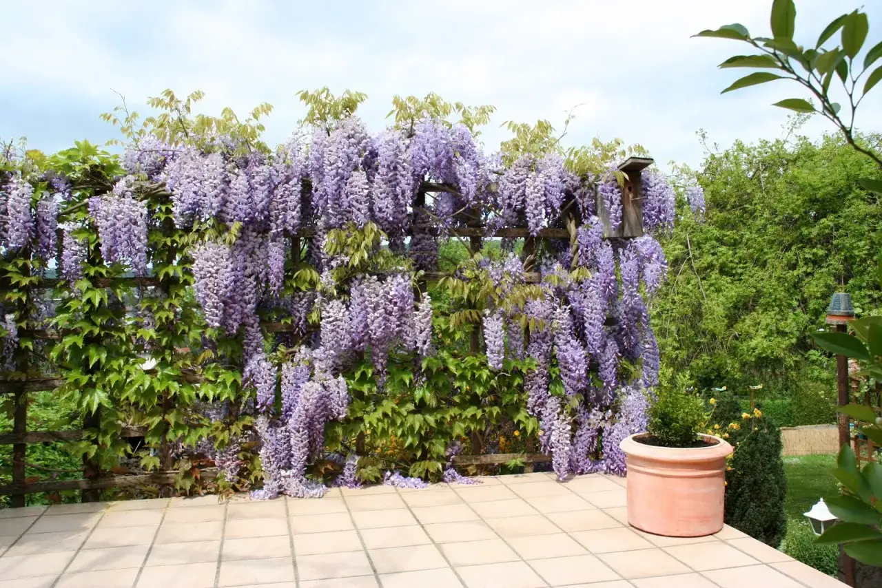 Obficie kwitnąca wisteria tworzy fioletowy wodospad na drewnianej pergoli. W tle zielony ogród i błękitne niebo.