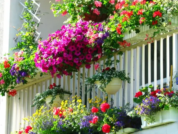 Kolorowe petunie, pelargonie i inne jakie kwiaty do ogrodu tworzą bujne kompozycje na balkonie.